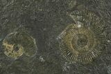 Fossil Ammonite Cluster - Posidonia Shale, Germany #350860-2